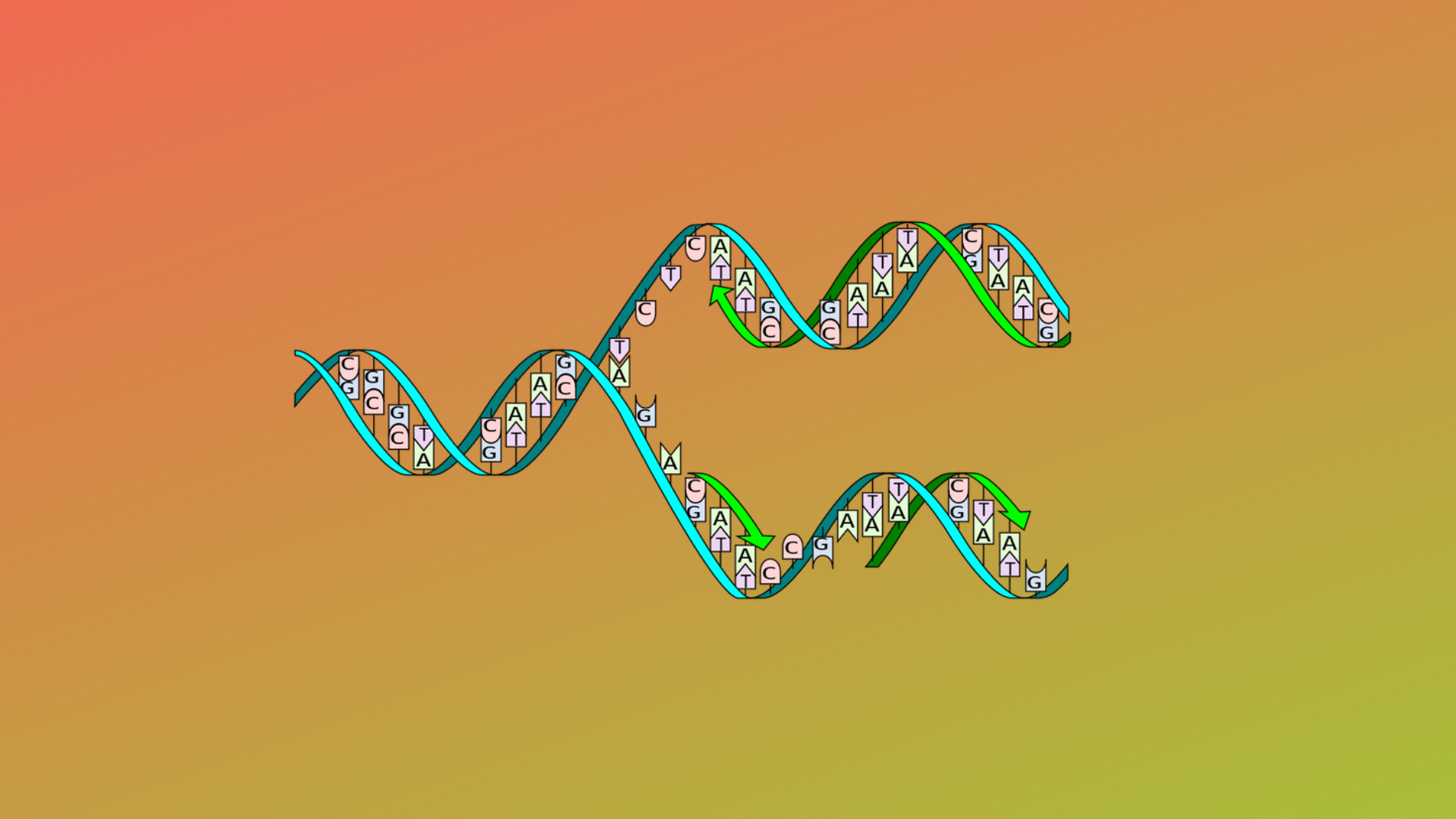 Репликация ДНК анимация. Репликация молекулы ДНК. Редупликация ДНК. Репликация ДНК гиф.