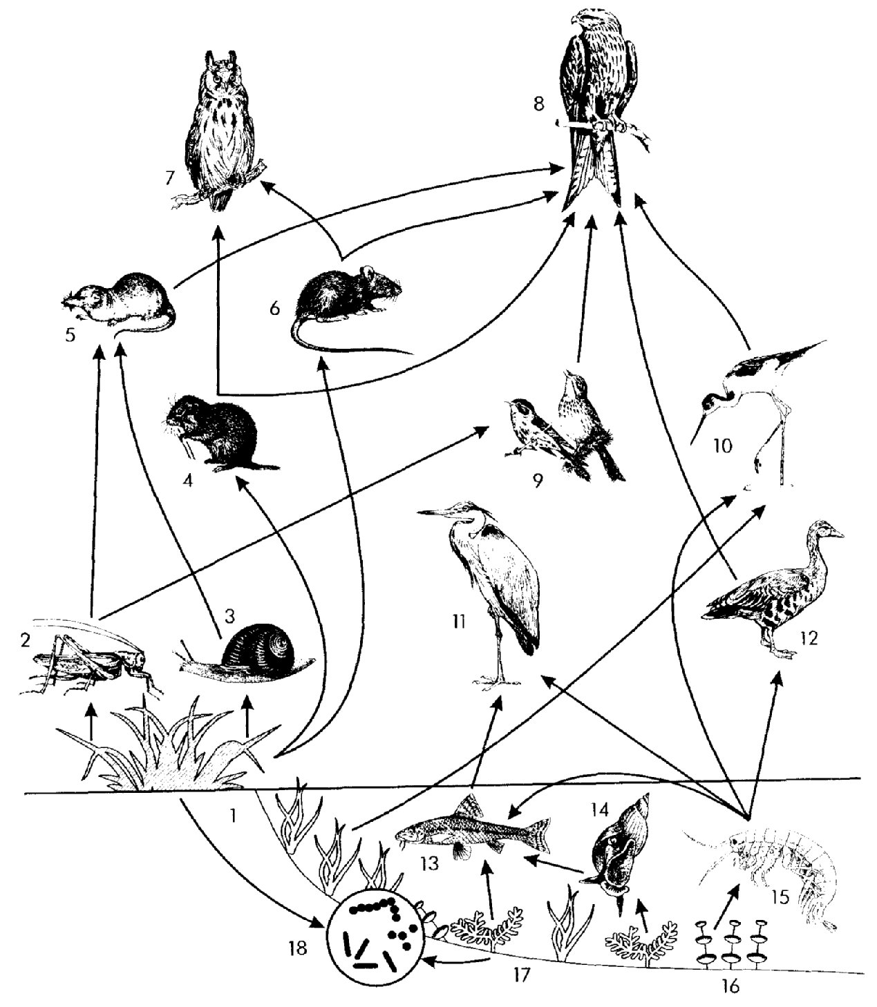 Схема пищевой сети. Пищевая сеть 5 класс биология. Пищевая цепь трофическая цепь продуценты консументы. Трофическая цепь леса.