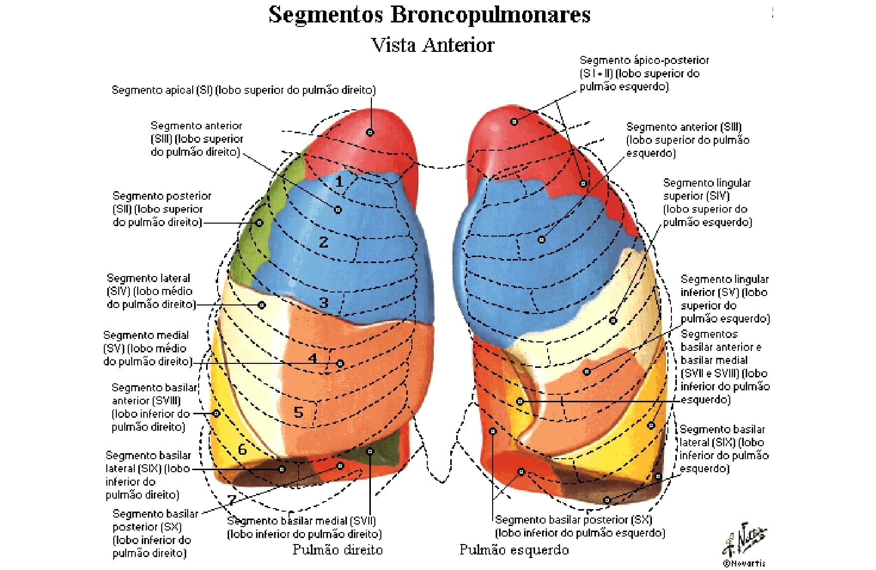 Язычковые сегменты левого. Легкие строение анатомия сегменты. Сегментарное строение правого легкого схема. Сегменты легких топографическая анатомия. Топография легких сегментарное строение легких.