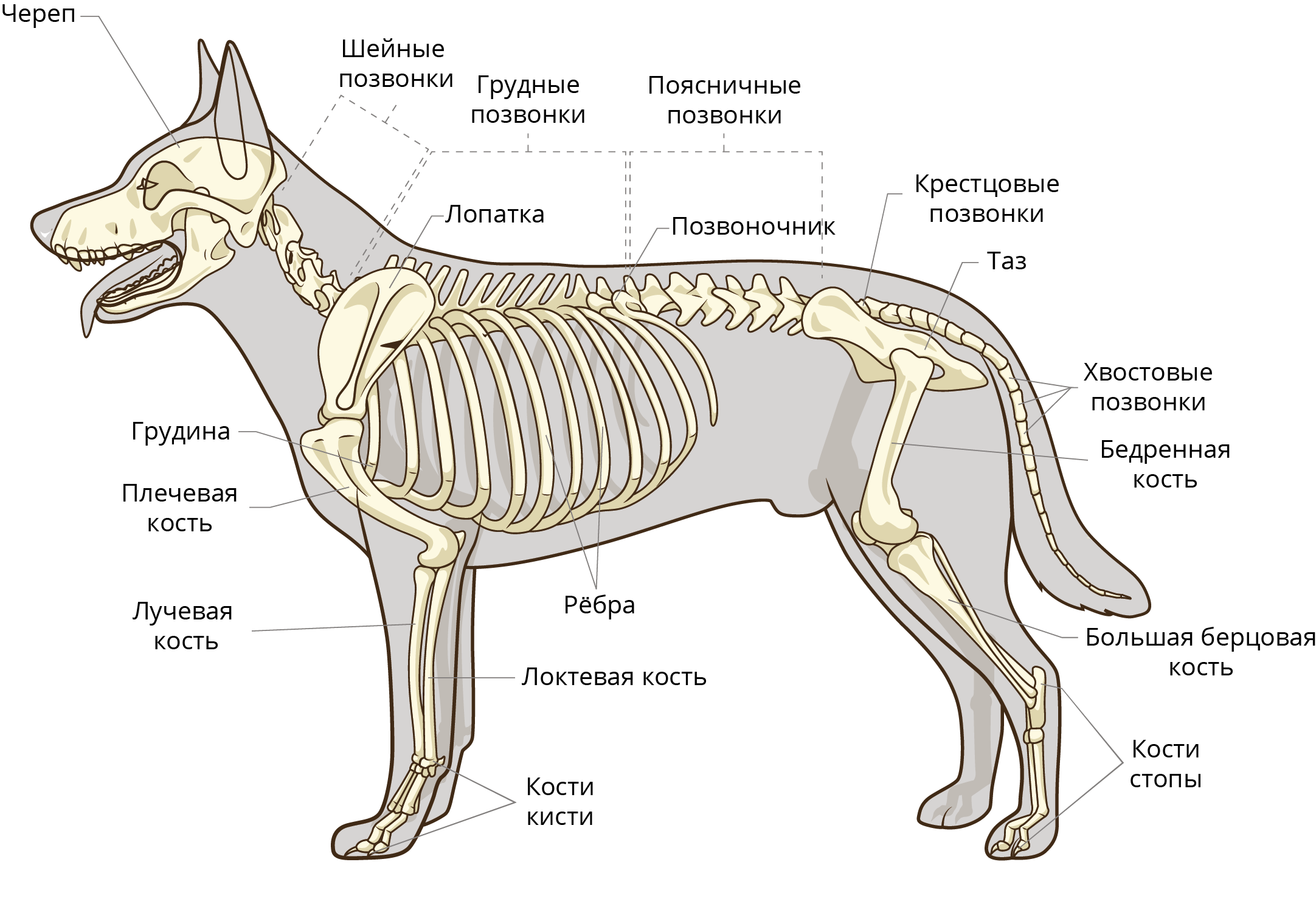 Особенности строения позвоночника собаки. Опорно двигательная система скелет собаки. Мышечная система млекопитающих 7 класс биология. Скелет система млекопитающих. Опорнодвигательная система млекопитающ.