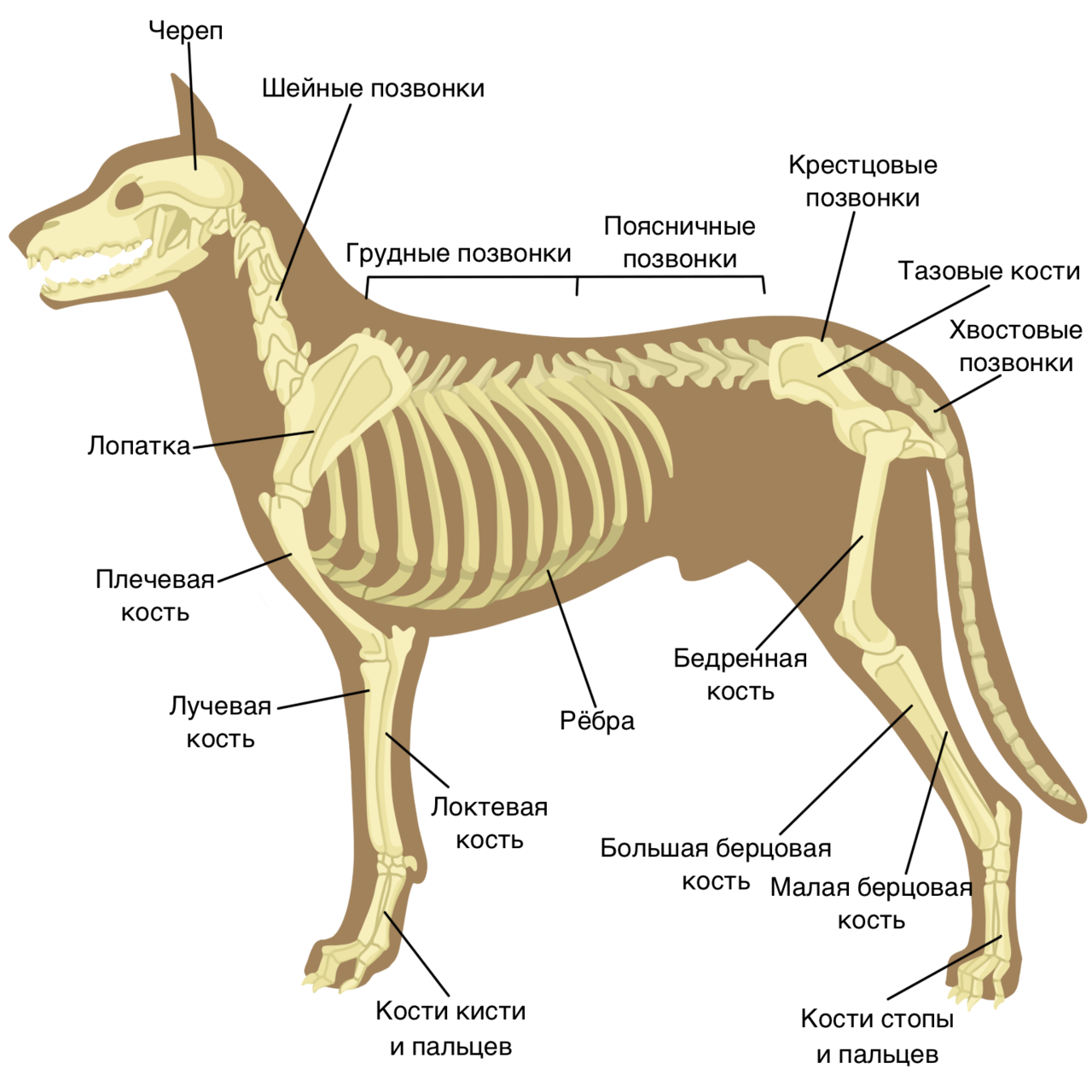 Внутреннее строение млекопитающих скелет. Скелет собаки анатомия. Скелет собаки строение биология. Строение собаки кости. Большая берцовая кость анатомия собаки.