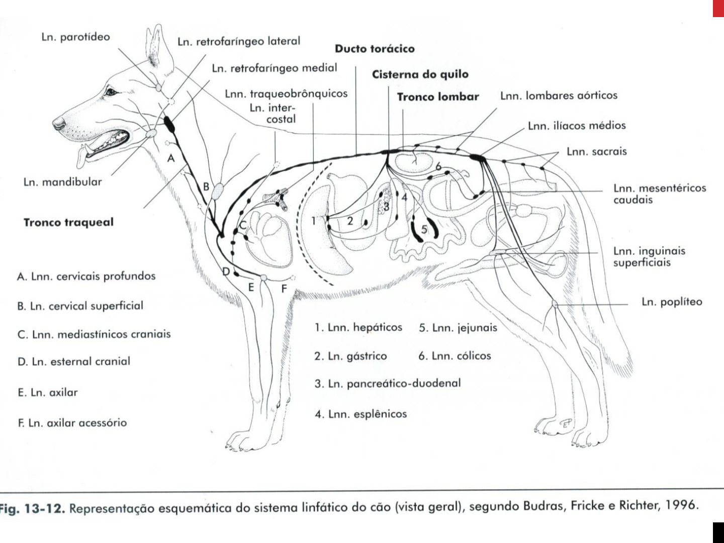 Увеличены лимфоузлы у собаки. Лимфатическая система собаки схема. Анатомия собаки лимфатическая система. Лимфатическая система собаки расположение. Лимфатические узлы собаки анатомия.