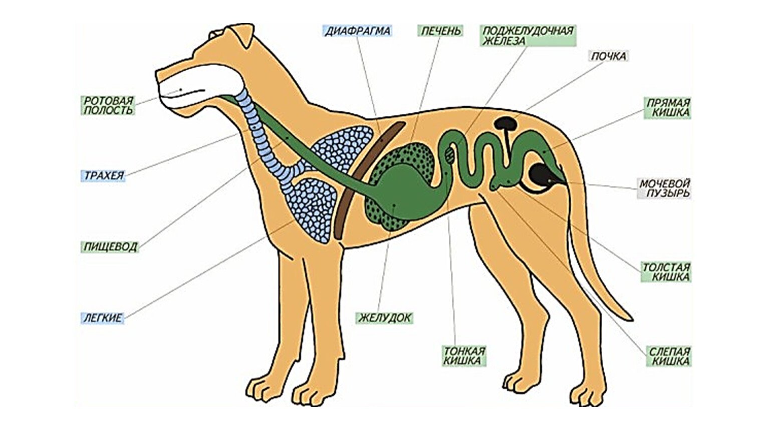 Наличие диафрагмы у млекопитающих