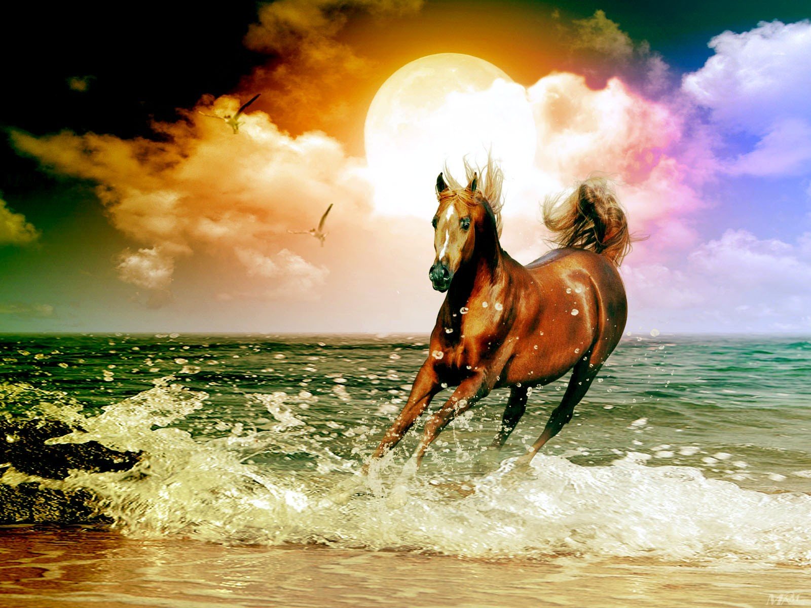 Картинки лошадей на заставку. Лошадь бежит. Фон лошади. Очень красивые лошади. Лошади и море.