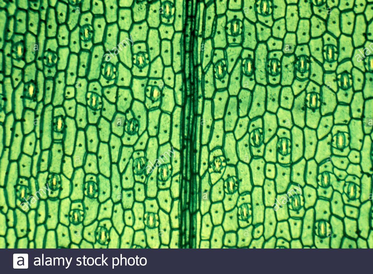 ткани растений фото