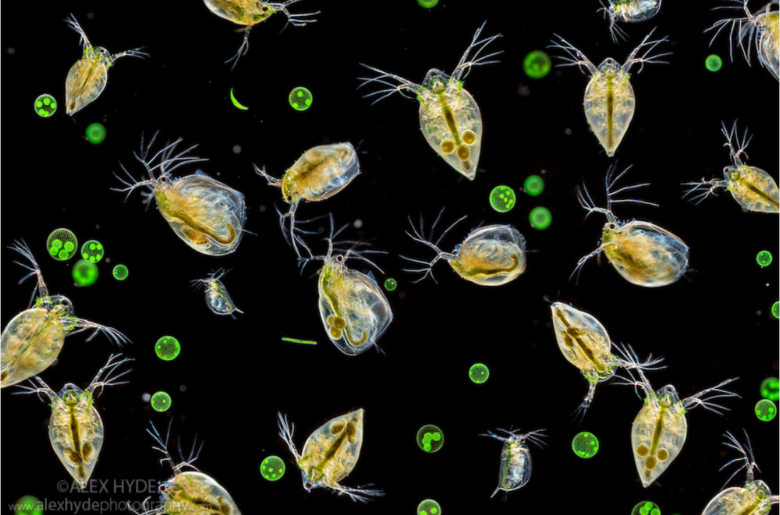 Зоопланктон дафния. Дафния ракообразные. Дафнии (Daphnia). Дафния фитопланктон. Личинка стрекозы дафния