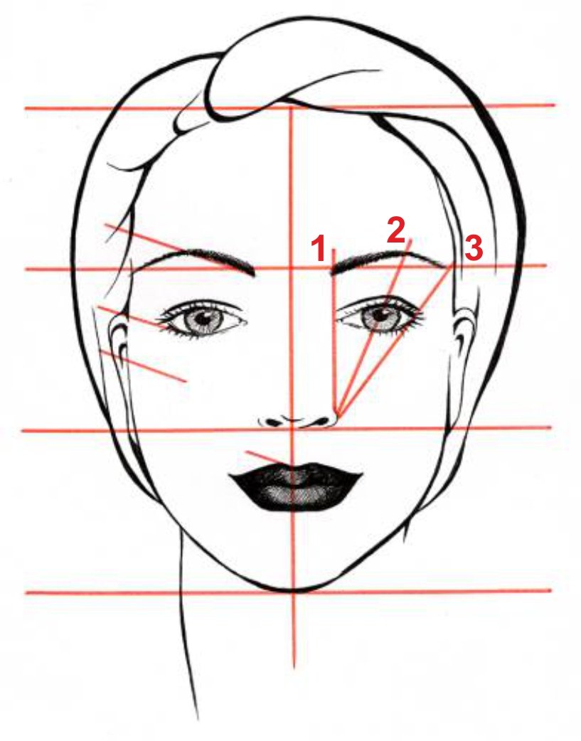 Лицо рисунок схема. Пропорции лица для рисования. Схема женского лица. Лицо для рисования. Лицо человека рисунок схема.