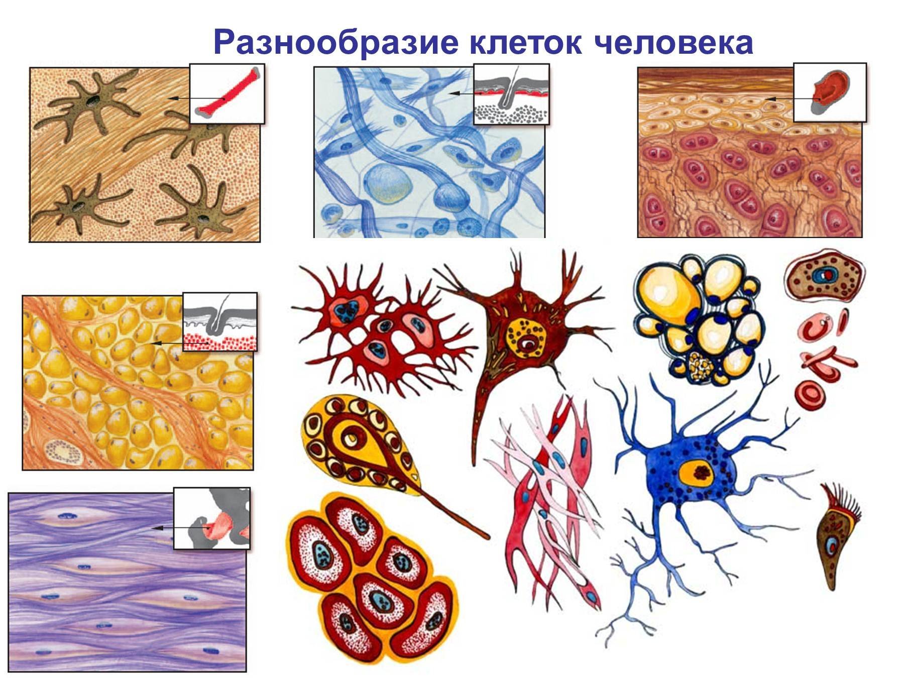 Нарисовать живой организм. Клетки и ткани организма. Ткани организма человека биология. Разнообразие клеток. Разнообразие клеток и тканей организма человека.