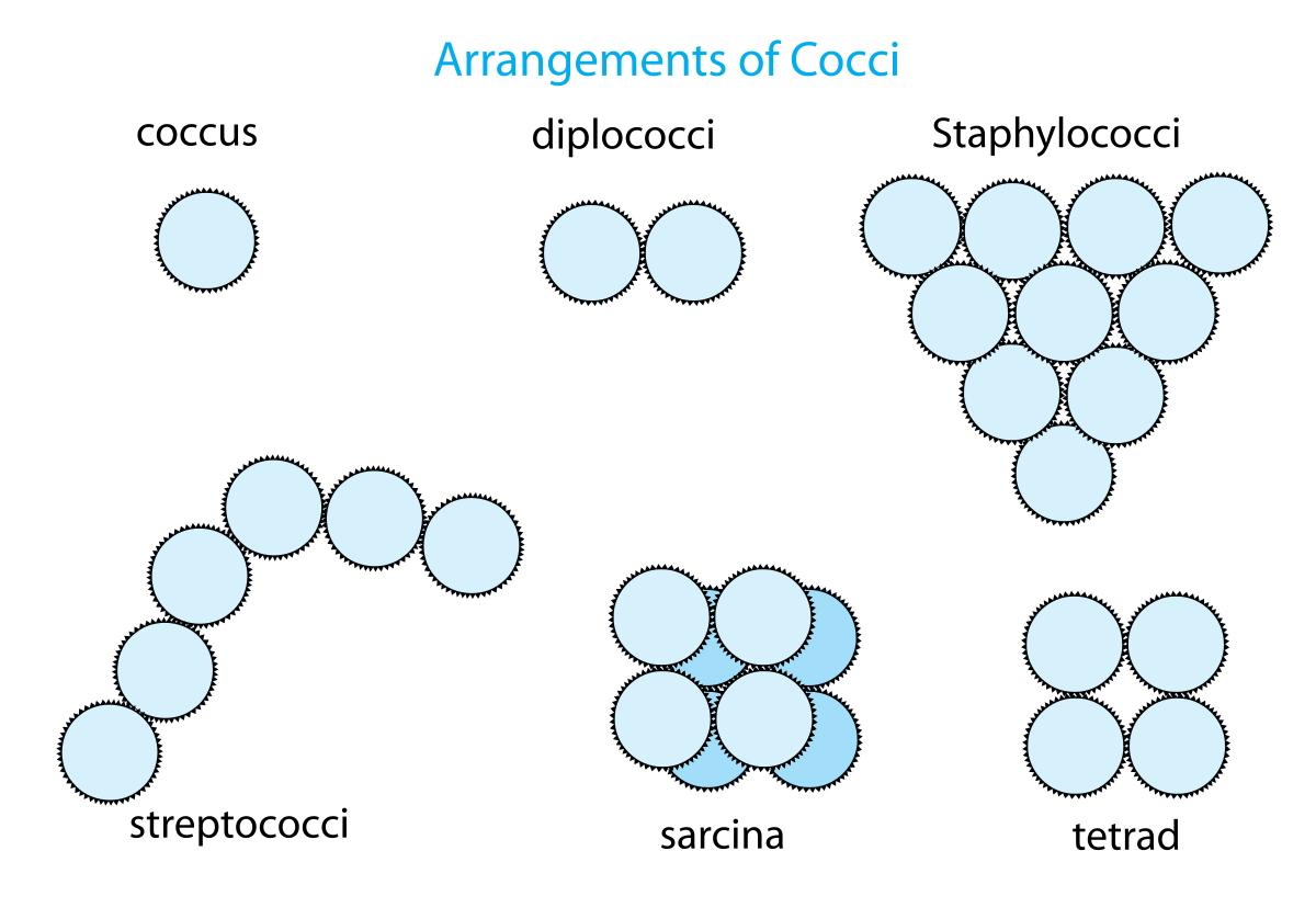 Кокковые бактерии. Шаровидные бактерии кокки. Кокковидные формы бактерий. Форма бактерии кокки. Виды кокковых бактерий.