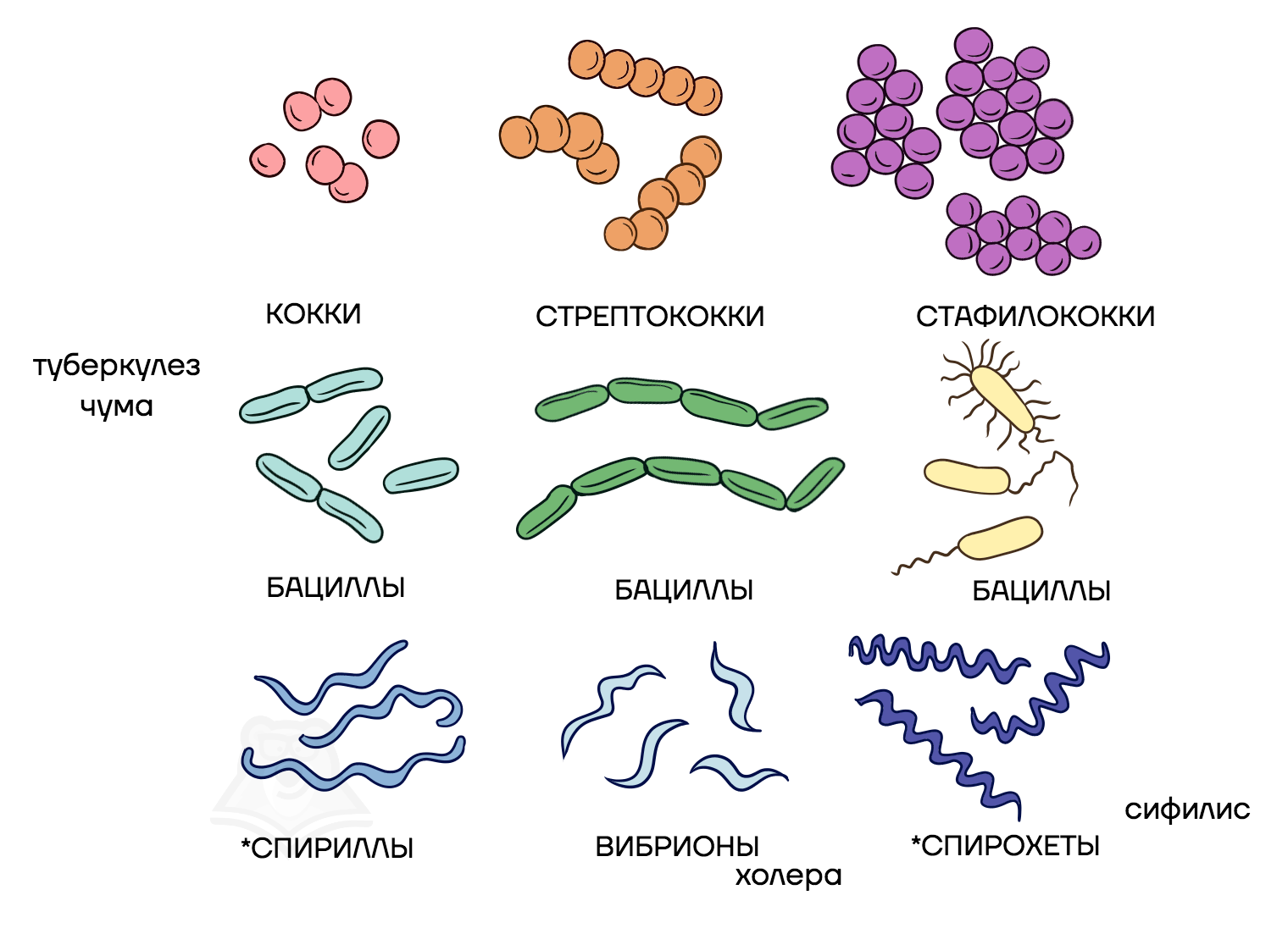 Назовите формы бактериальных клеток. Стрептококки бациллы спириллы вибрионы. Палочковидные бактерии бациллы. Вибрионы стафилококки бациллы спириллы. Кокки бациллы вибрионы спириллы.