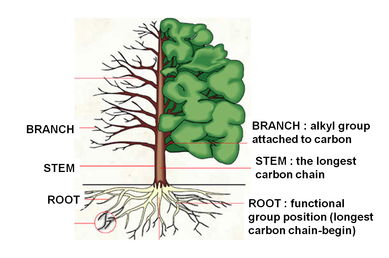 Base branch. Строение дерева схема для детей. Строение дерева для детей. Название частей дерева. Деревья строение дерева.