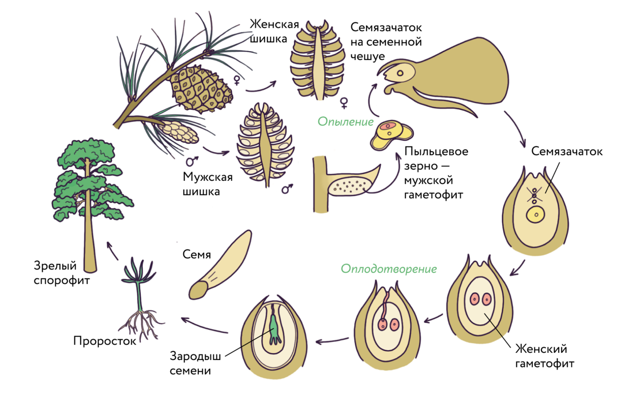 Цикл развития голосеменных схема. Жизненный цикл голосеменных ЕГЭ. Размножение голосеменных растений схема. Размножение голосеменных хвойных.