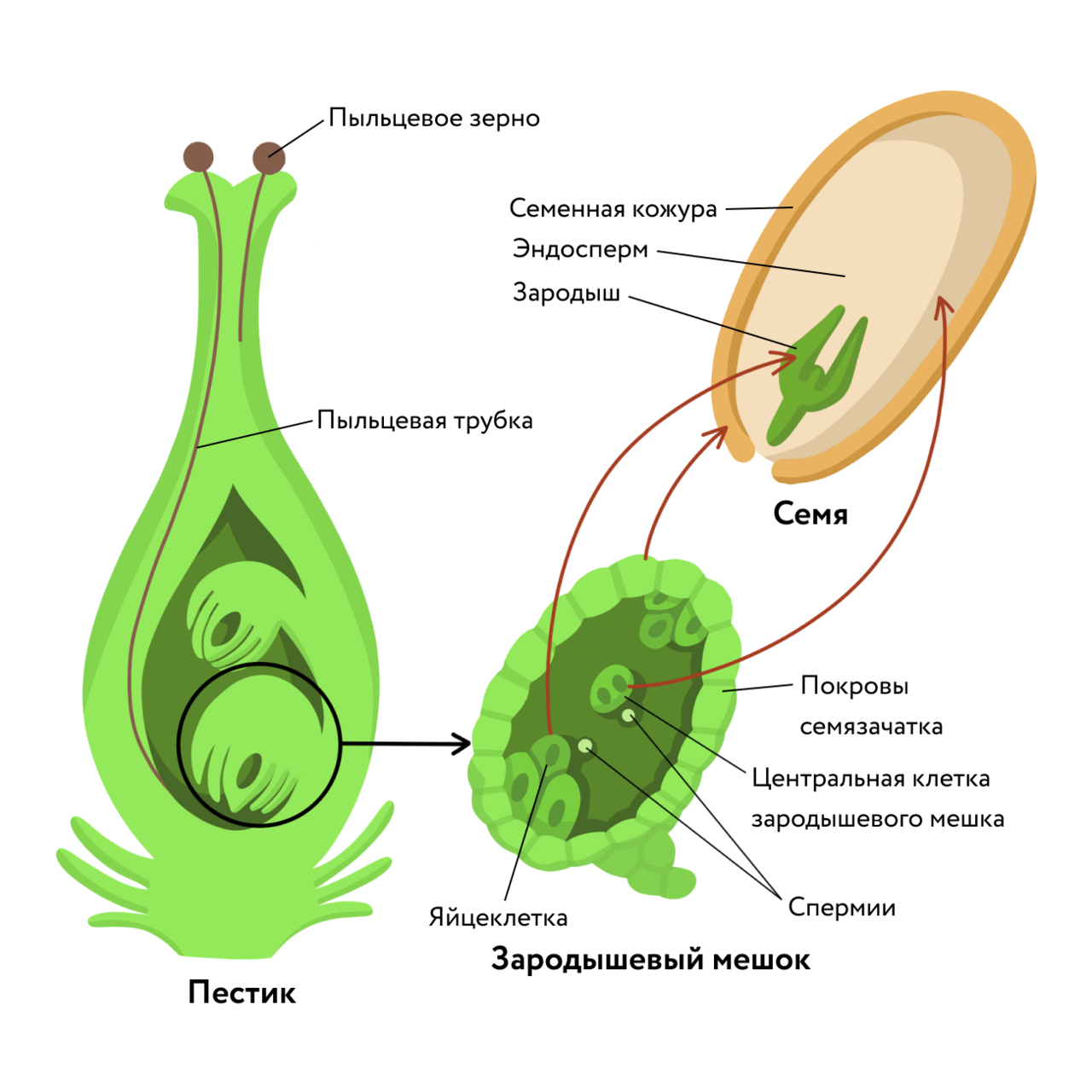 Как называют данный процесс пыльцевая трубка спермии. Зародышевый мешок покрытосеменных растений. Двойное оплодотворение у покрытосеменных схема. Строение семязачатка цветковых растений. Строение зародышевого мешка у покрытосеменных.