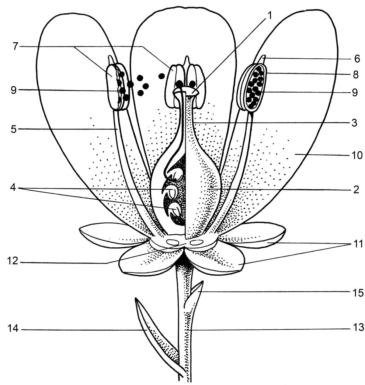 Покрытосеменные имеют органы. Строение цветка покрытосеменных растений. Схема строения цветка покрытосеменных. Завязь Покрытосеменные схема. Генеративные органы покрытосеменных.