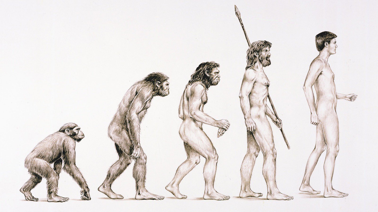 Эволюция первобытного. Эволюция Дарвин хомо. Эволюция Дарвин хомо сапиенс. Теория Дарвина о эволюции человека.