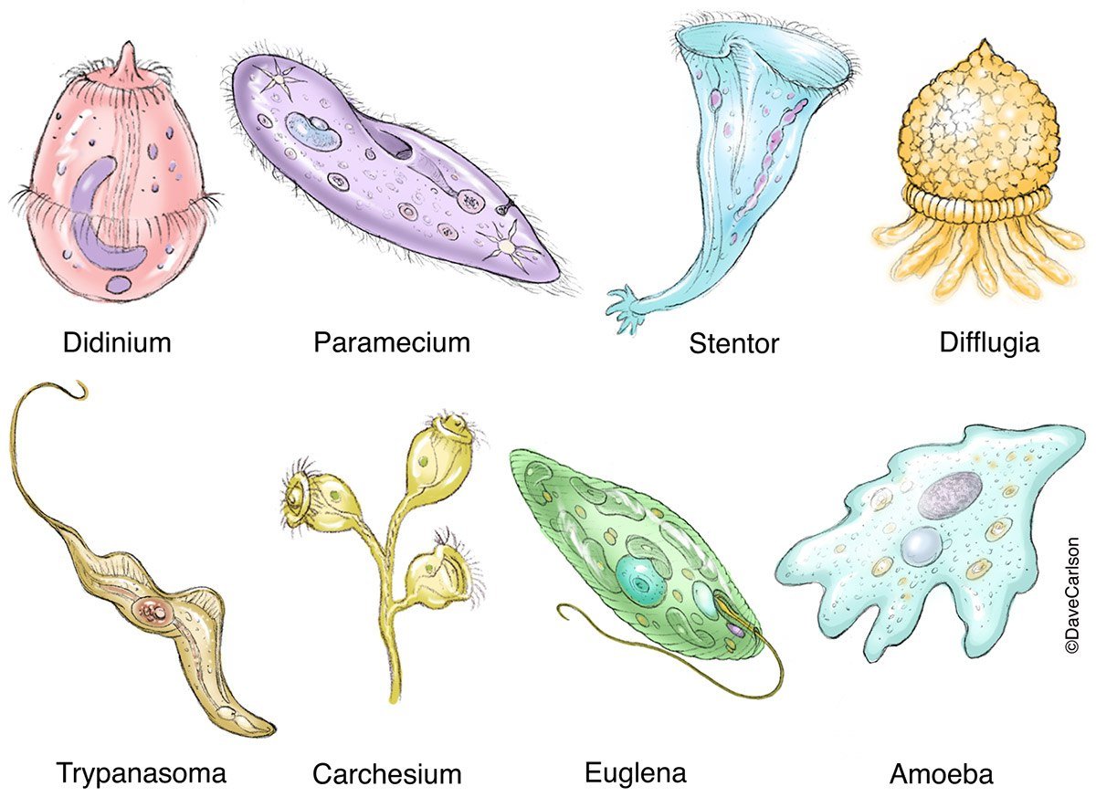 Простейшие организмы в воде. Протисты это одноклеточные организмы. Царство протисты. Строение одноклеточных царство протисты. Царства в биологии протисты.