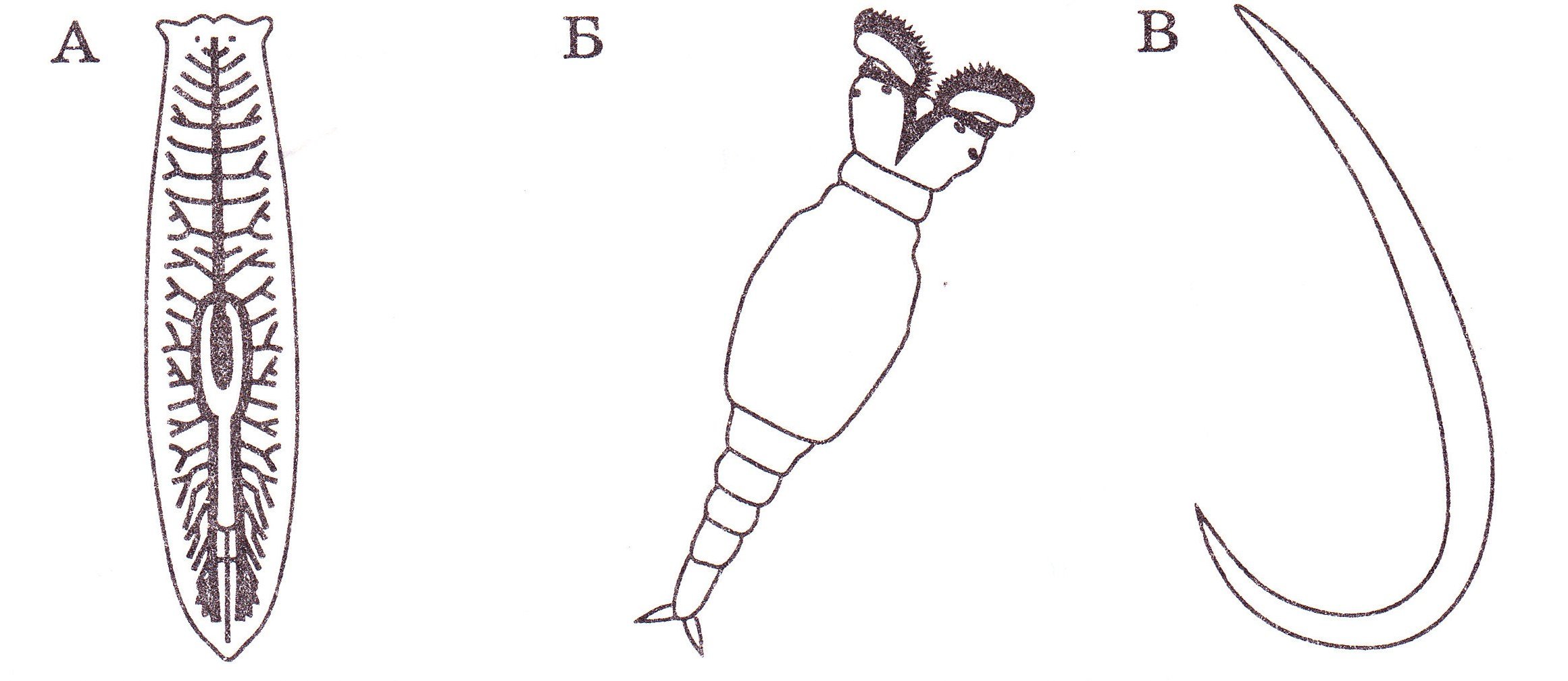 Лучевая симметрия червя. Билатеральная симметрия у плоских червей. Двусторонняя симметрия червей. Плоские черви двусторонняя симметрия. Двусторонняя симметрия у плоских червей.