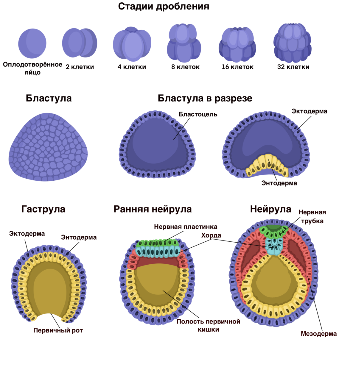 Этапы эмбриогенеза животных