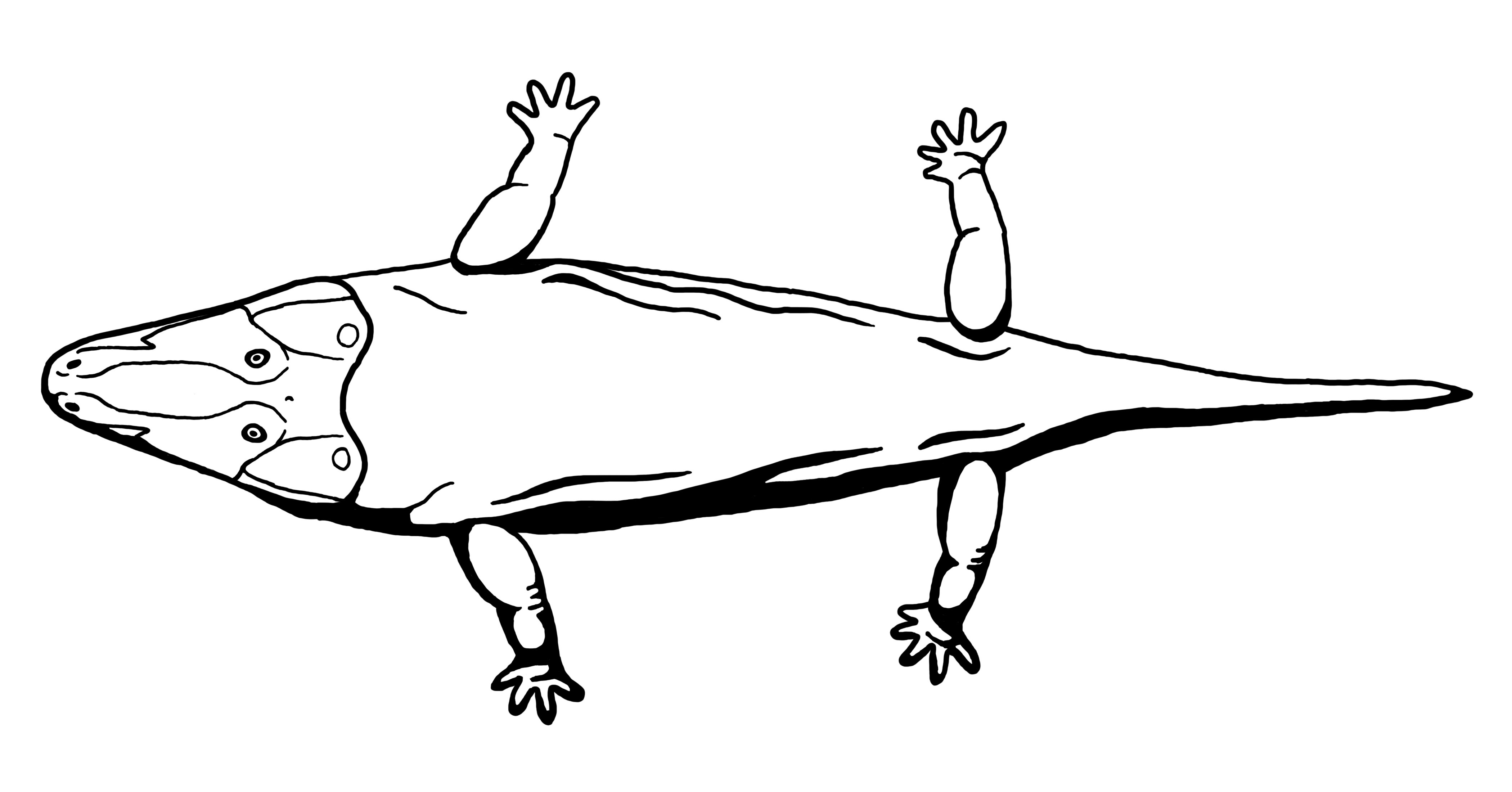 Зигозавр. Стегоцефал. Лабиринтодонт. Стегоцефал рисунок. Стегоцефал рисунок карандашом.