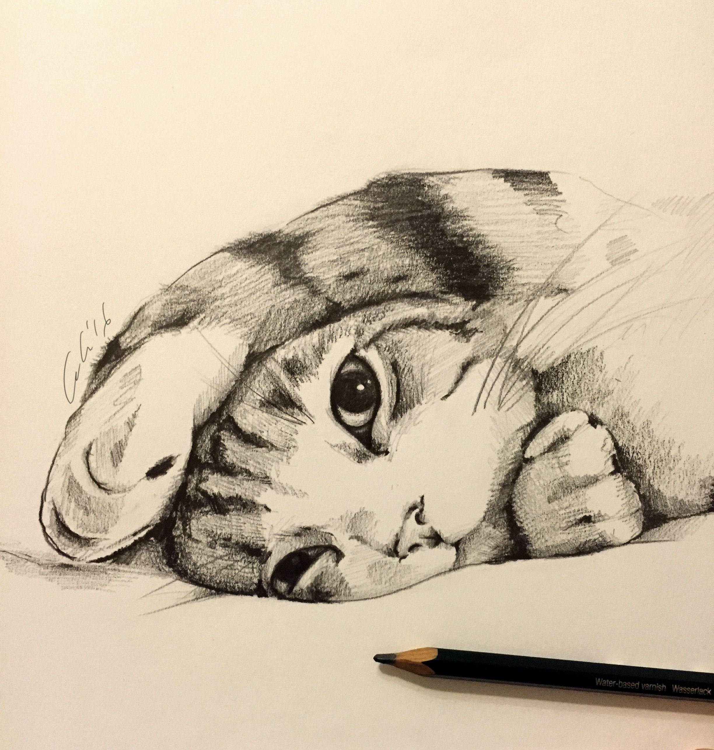Pencil cats. Рисунки животных карандашом. Кошка рисунок карандашом. Наброски животных карандашом. Котик карандашом.