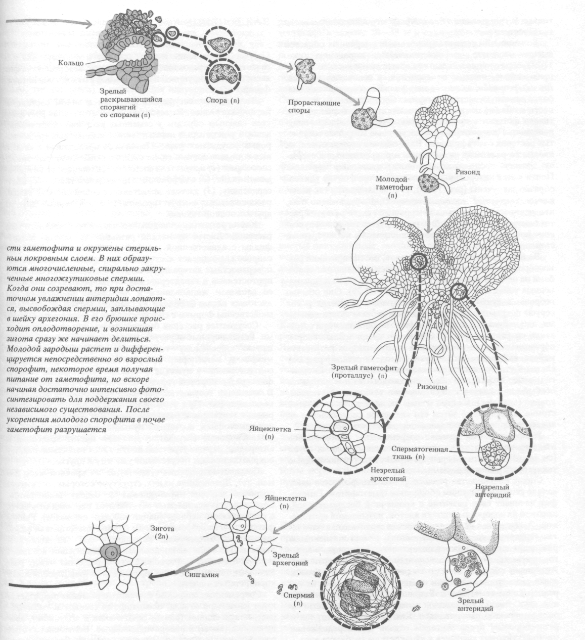 Цикл щитовника мужского. Цикл развития папоротника щитовника мужского. Жизненный цикл папоротника щитовника мужского схема. Жизненный цикл щитовника мужского. Опишите цикл развития цикл развития папоротника.