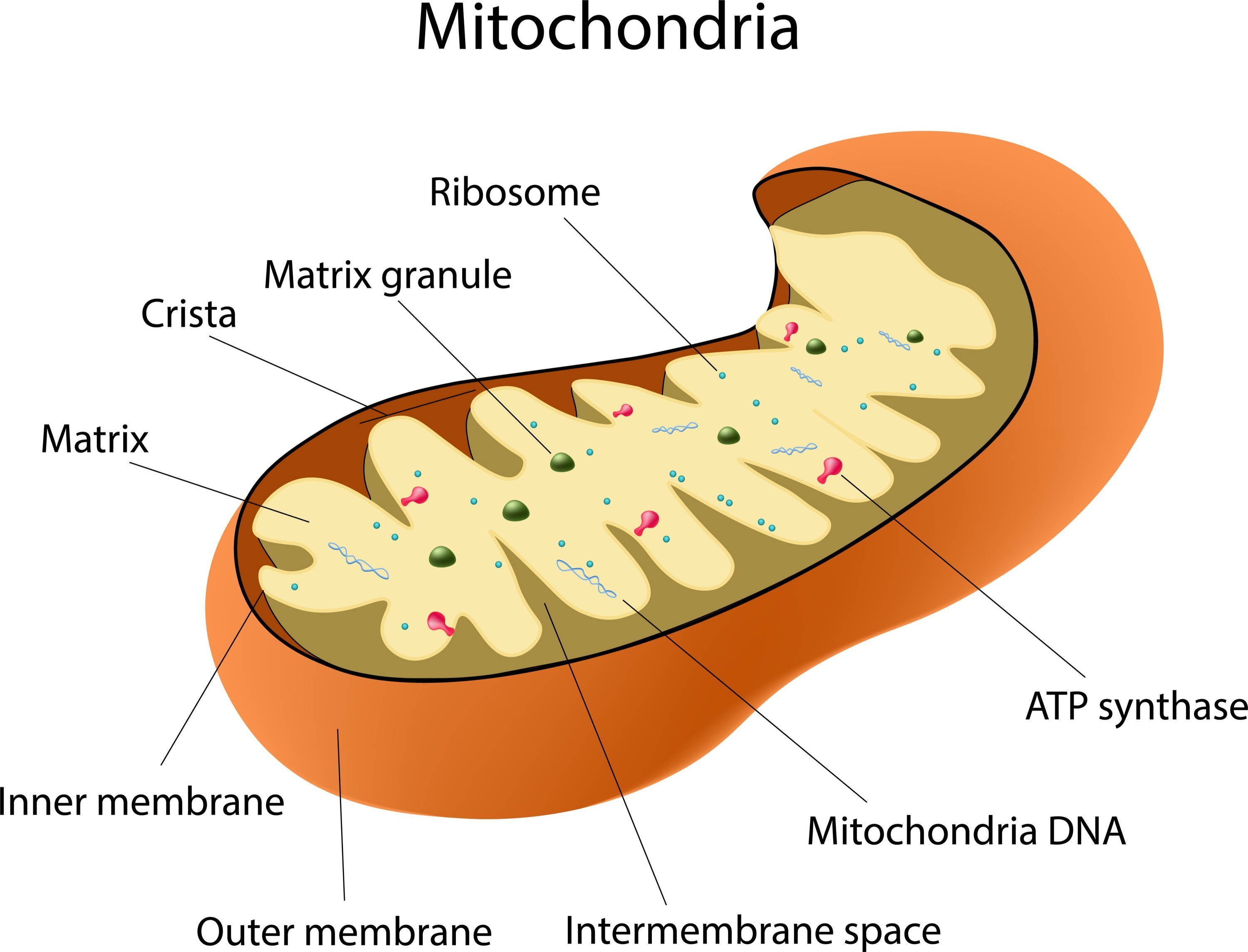 Матрикс биология. Матрикс митохондрий. Митохондрии 3д. Митохондрия structure. Схема строения митохондрии.