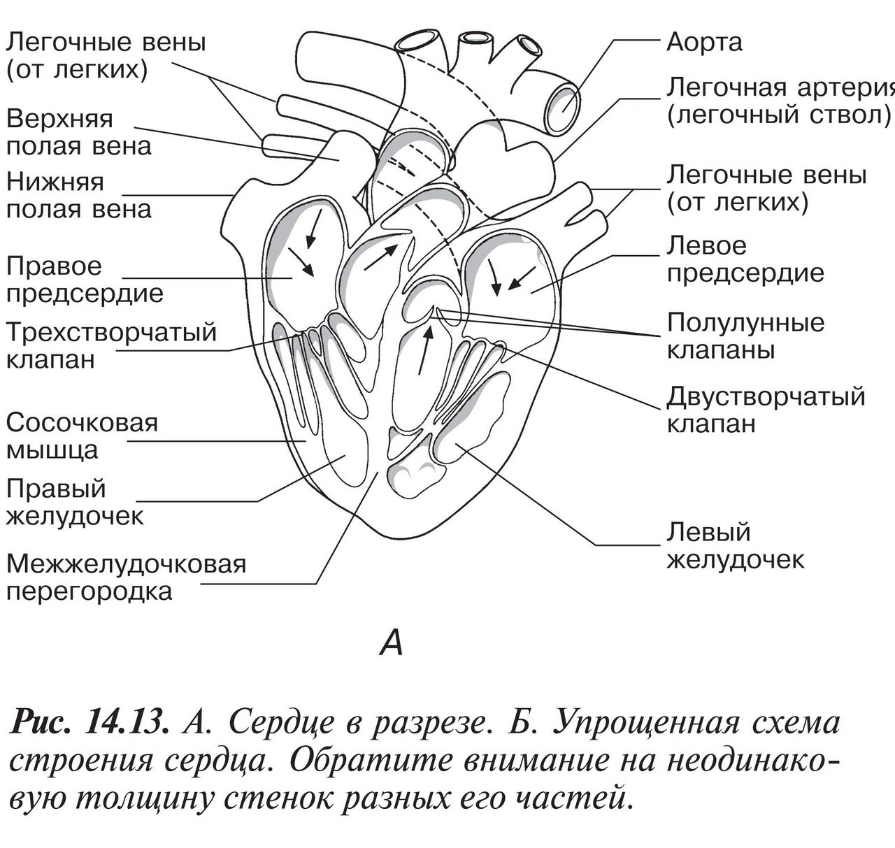 Капилляр щитовидной железы продолговатый мозг. ЕГЭ биология анатомия строение сердца. Строение сердца схема с подписями. Схема внутреннего строения сердца. Строение сердца человека рисунок.