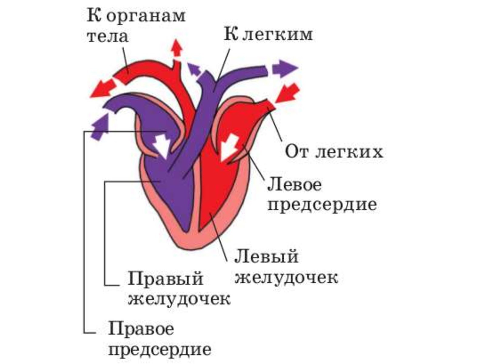Схема строения сердца птиц. Схема строения сердца млекопитающих. Строение сердца птиц и млекопитающих. Строение сердца млекопитающих движение крови. Сердце птиц состоит из камер