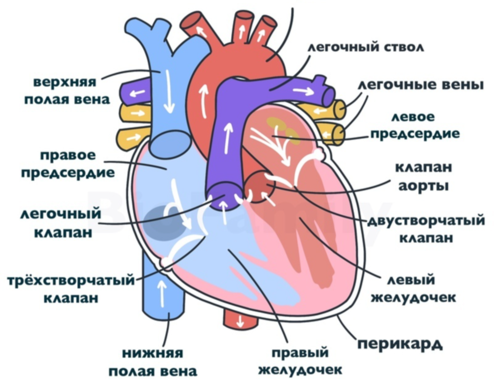 Правый желудочек отделен от правого предсердия. Строение человеческого сердца схема. Схема внутреннего строения сердца. Строение сердца рис 35. Строение сердца схема с подписями.