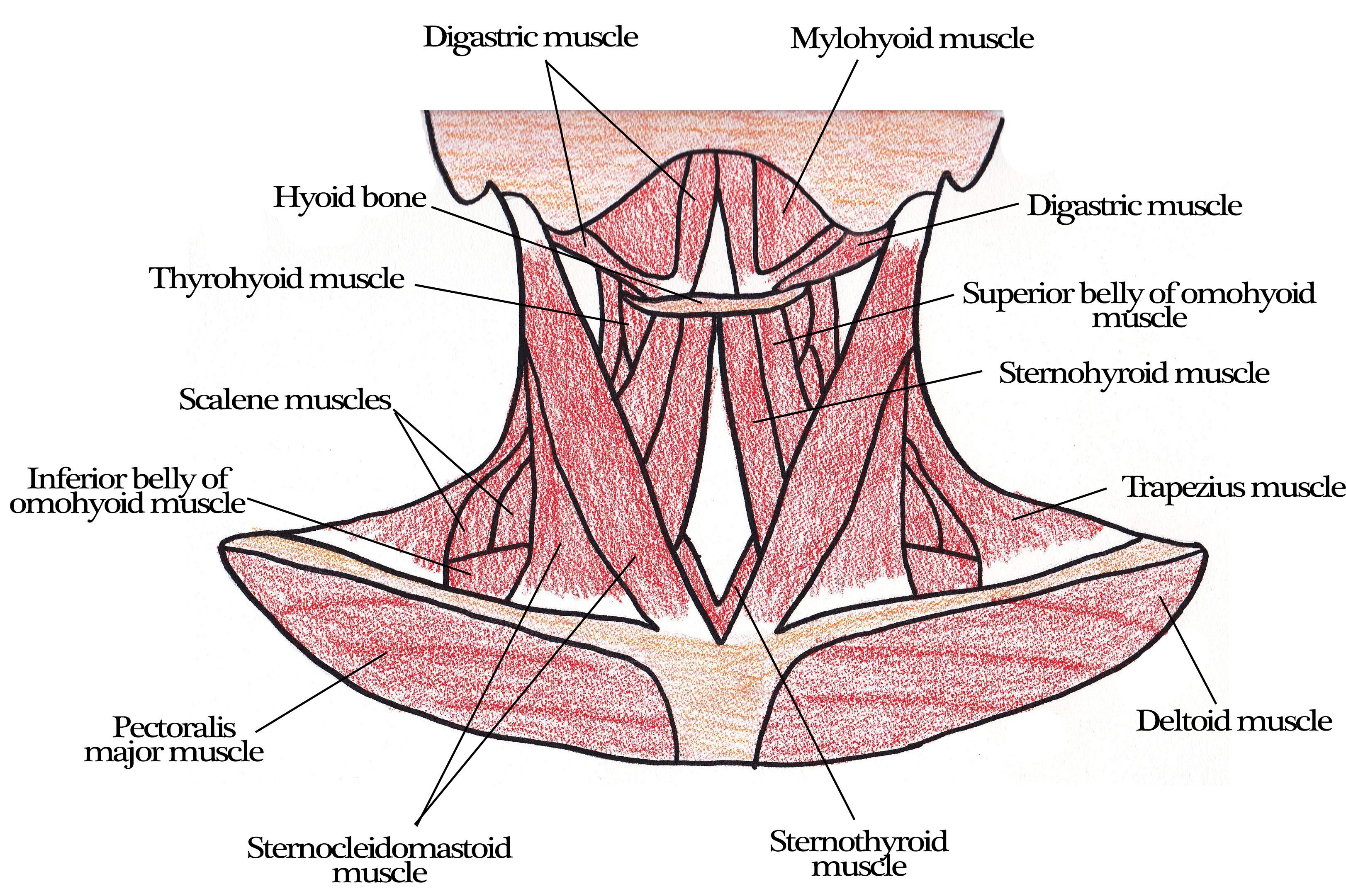 Мышцы шеи анатомия. Поверхностные мышцы шеи спереди. Глубокие мышцы шеи атлас. Мышцы шеи вид спереди.