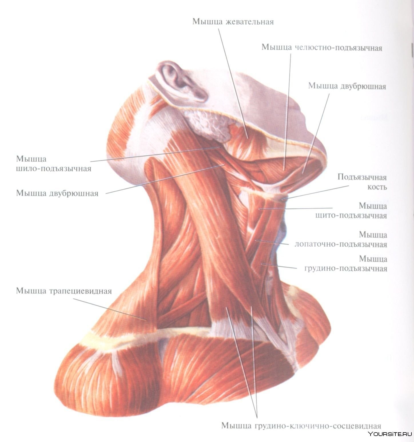 Мышцы шеи анатомия. Мышцы шеи анатомия Сапин. Мышцы шеи анатомия атлас. Кивательная мышца шеи анатомия. Мышцы шеи сбоку анатомия.
