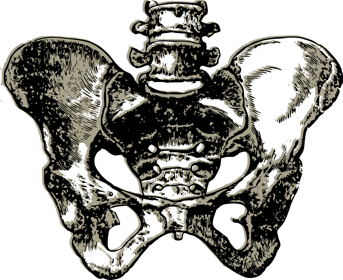 Тазовые кости скелета человека. Таз Остеология. Кости таза скелет. Кости таза анатомия человека. Скелет тазовой кости.