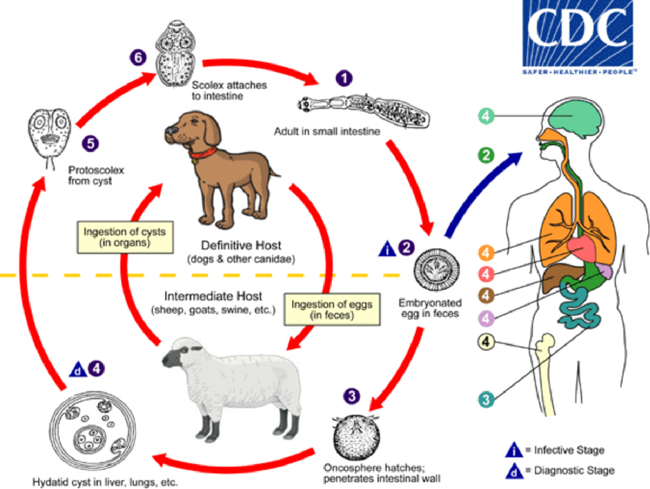 Можно ли считать человека промежуточным хозяином эхинококка. Цикл развития эхинококка. Биологический цикл развития эхинококка. Жизненный цикл эхинококка схема. Эхинококкоз цикл развития.