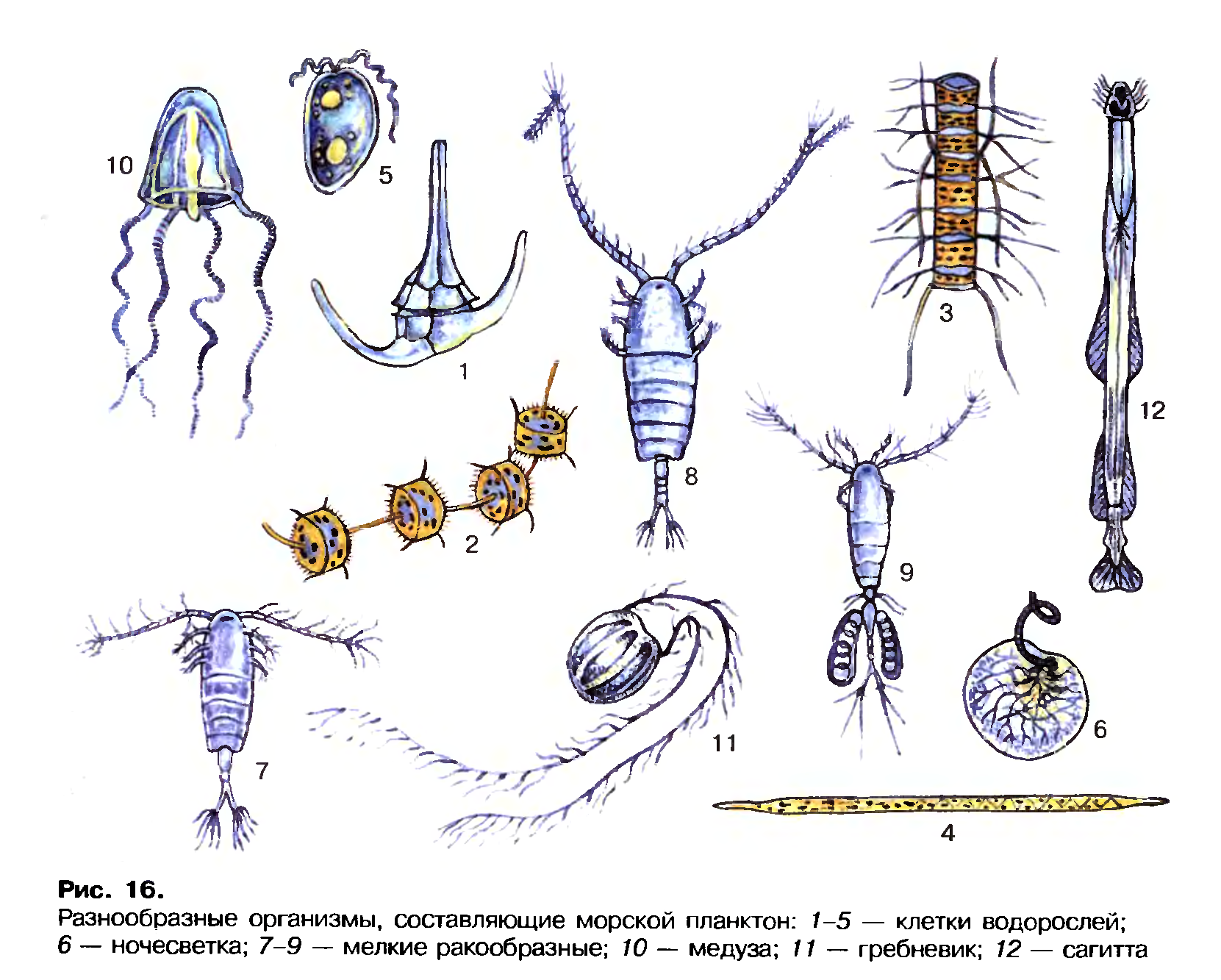Зоопланктоны ракообразные. Планктон фитопланктон зоопланктон бентос. Планктонные ракообразные представители. Морской планктон рачок.