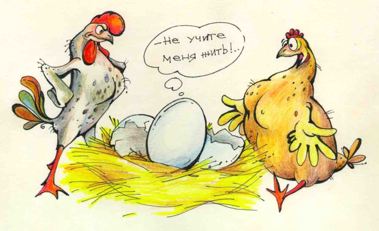 Меня бесит курица жена. Куры карикатура. Петух карикатура. Курочка карикатура. Курица рисунок.