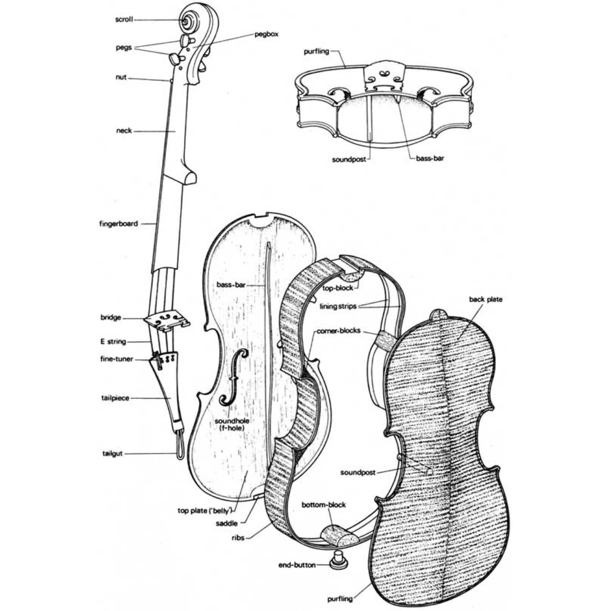 Чертеж скрипки Antonio Stradivari. Строение скрипки схема. Чертежи скрипки Гварнери. Строение скрипки- рисунок. Схема скрипки