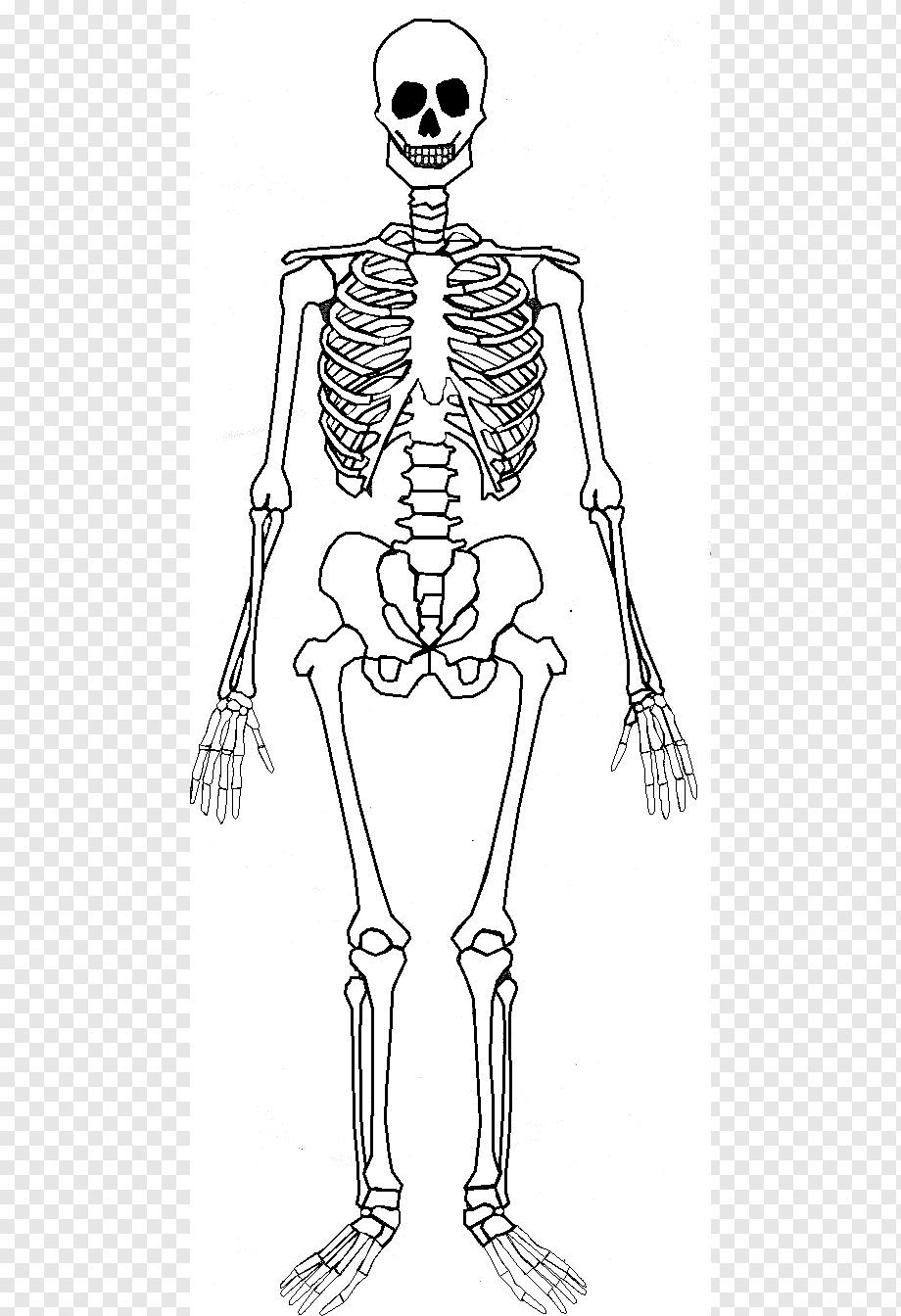 фото нарисованного скелета