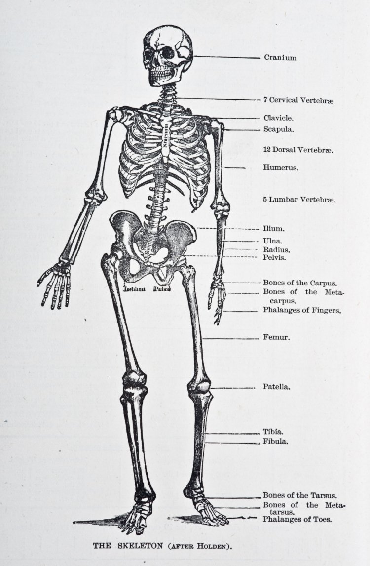 Скелет человека с названием костей 4 класс. Скелет человека эскиз. Скелет человека анатомия рисунок. Скелет человека раскраска. Скелет человека строение 4 класс.