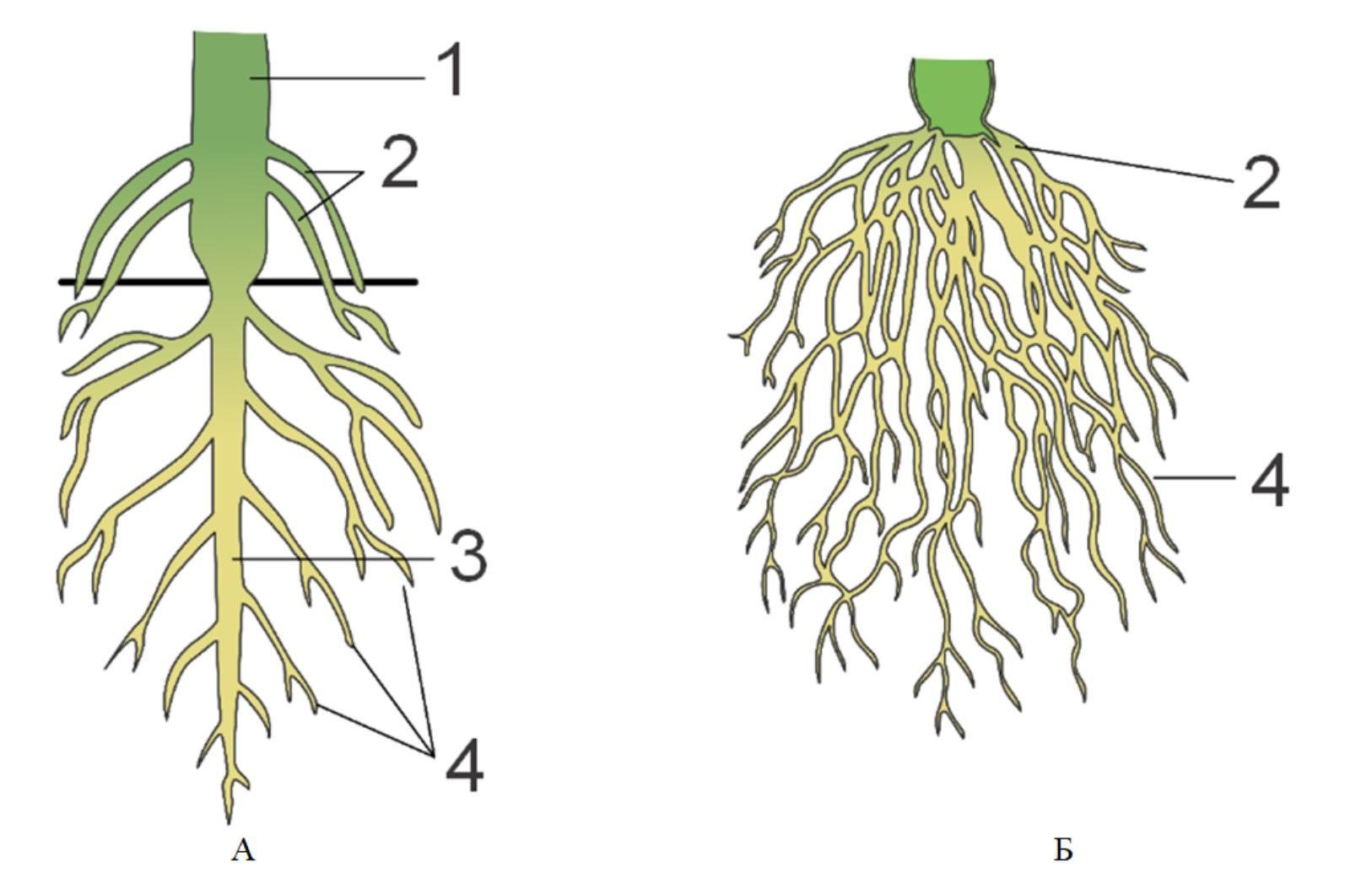 Маленький какой будет корень. Корневая система. Типы корневых систем. Корневые системы растений. Мочковатая корневая система.
