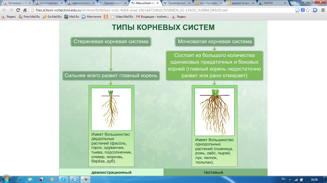 Ботаника в системе. Функции корневой системы схема. Корневая система мочковатая у ржи. Типы корневой системы растений таблица.