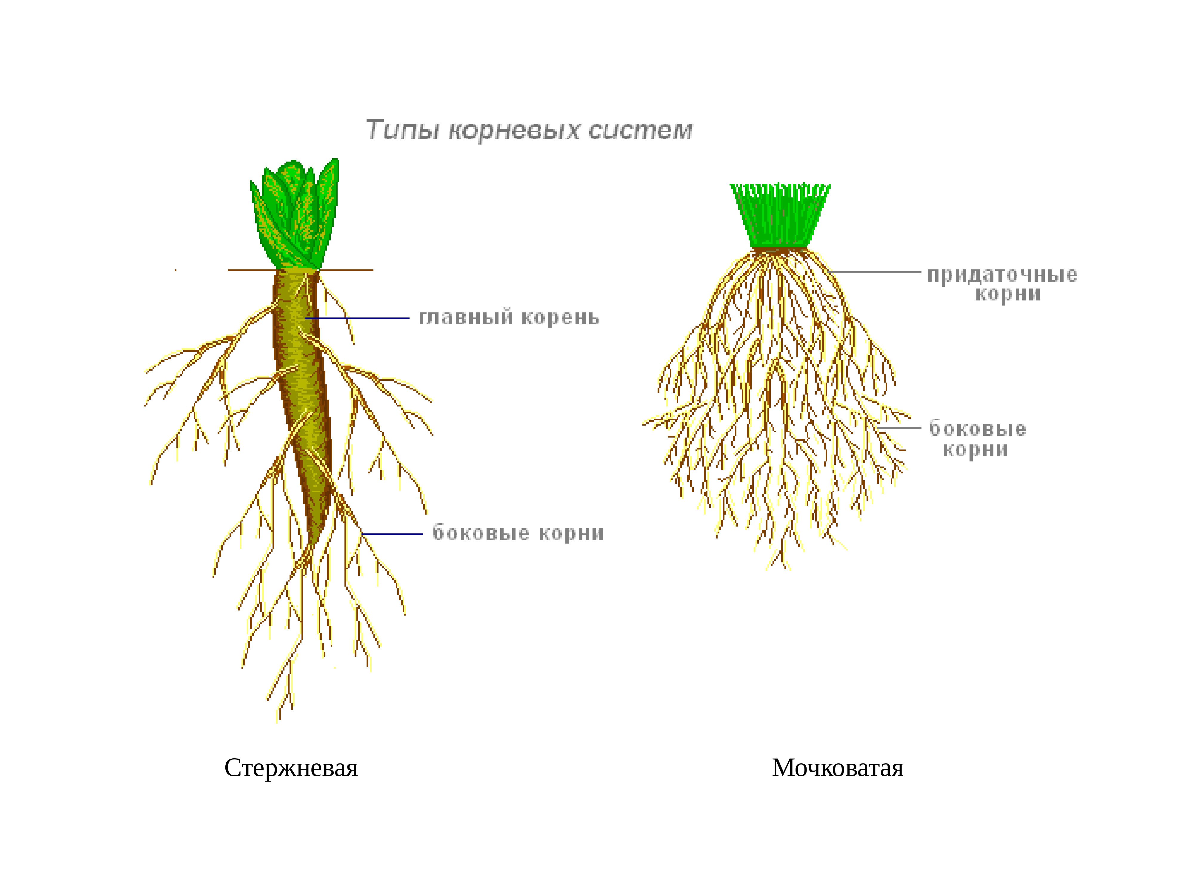 Корни одного растения называют корневой системой потому. Типы корневых систем у растений. Стержневая мочковая система корны. Стержневая и мочковатая система. Типы корневых систем стержневая и мочковатая.