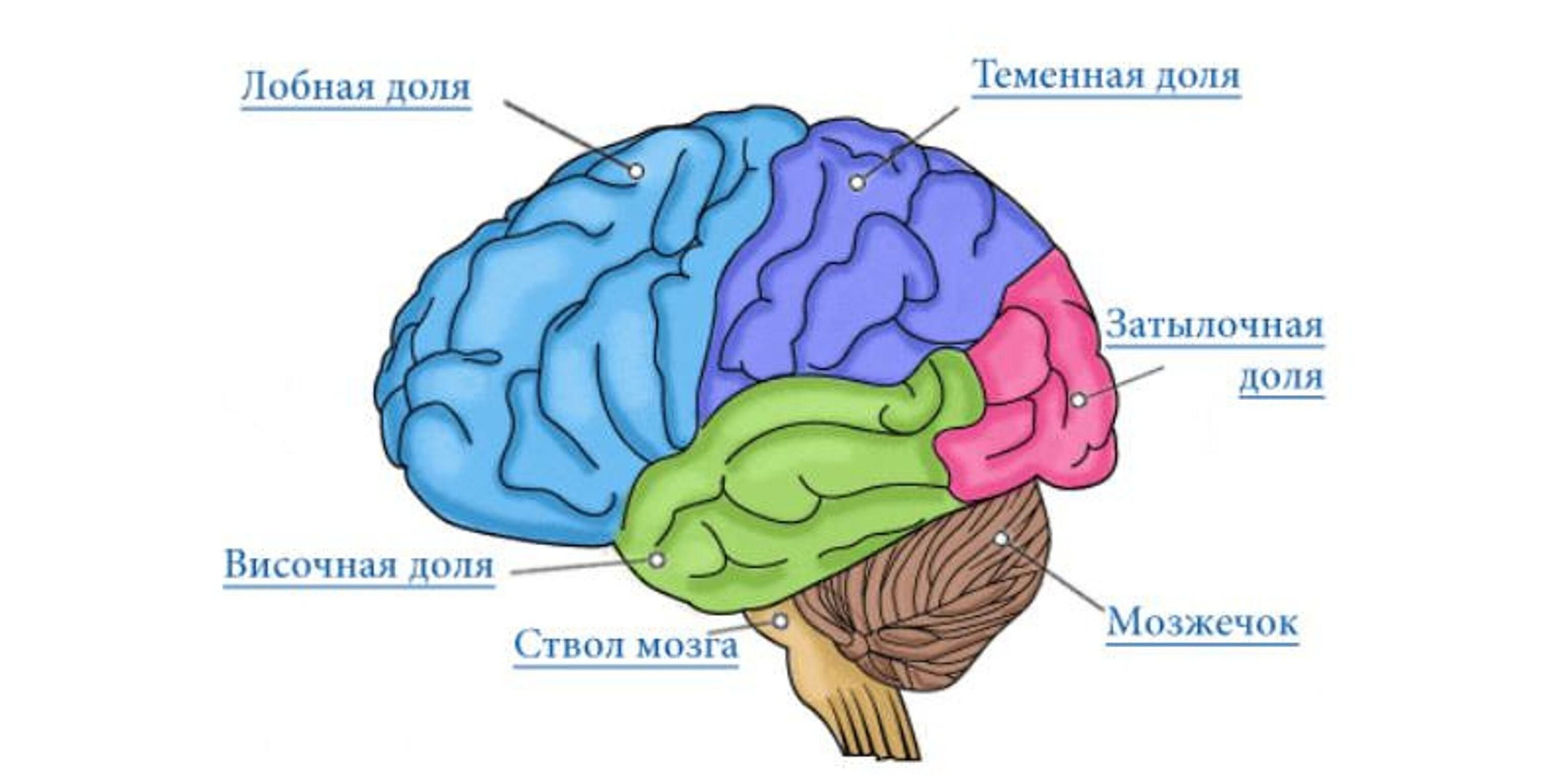 Две коры головного мозга. Большие полушария головного мозга доли. Строение большого полушария головного мозга. Строение полушарий головного мозга доли. Структуры полушарий большого мозга.