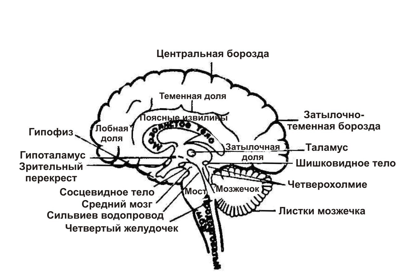 Головной мозг связан со