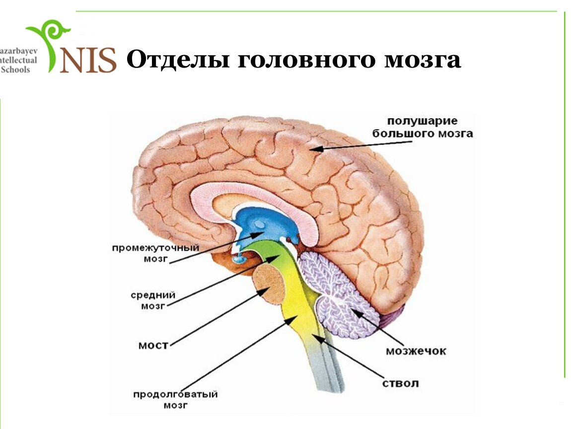 Центральная структура головного мозга. Строение головного мозга. Схема строения головного мозга. Строение головного мозга 8 класс. Структура головного мозга человека рисунок.