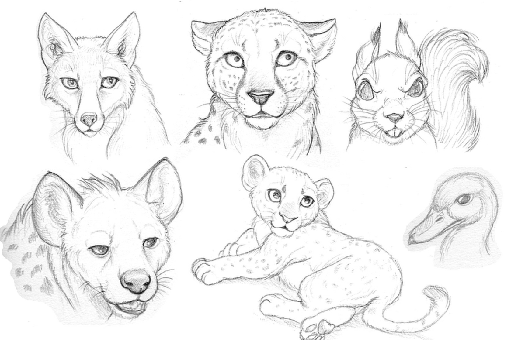 Картинки рисунков для начинающих. Рисунки животных карандашом. Рисунки для срисовки животные. Животные для срисовки карандашом. Рисунки карандашом зверки.
