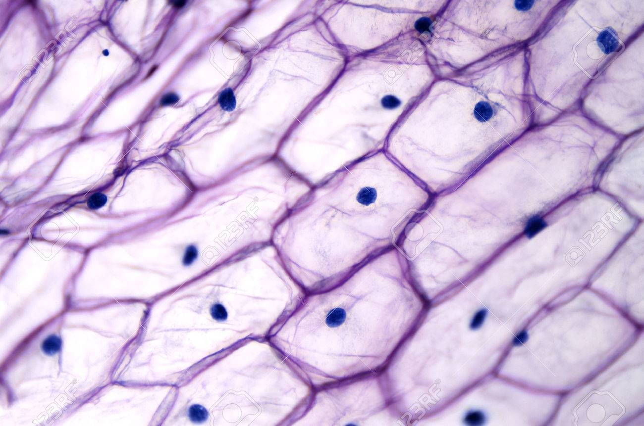 строение раст клетки под микроскопом фото 27