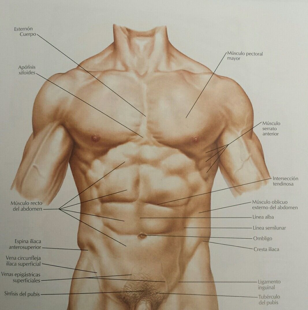 Передняя часть человека. Строение мужского тела. Тело мужчины анатомия. Строение торса мужчины. Анатомияское строениемужчины.