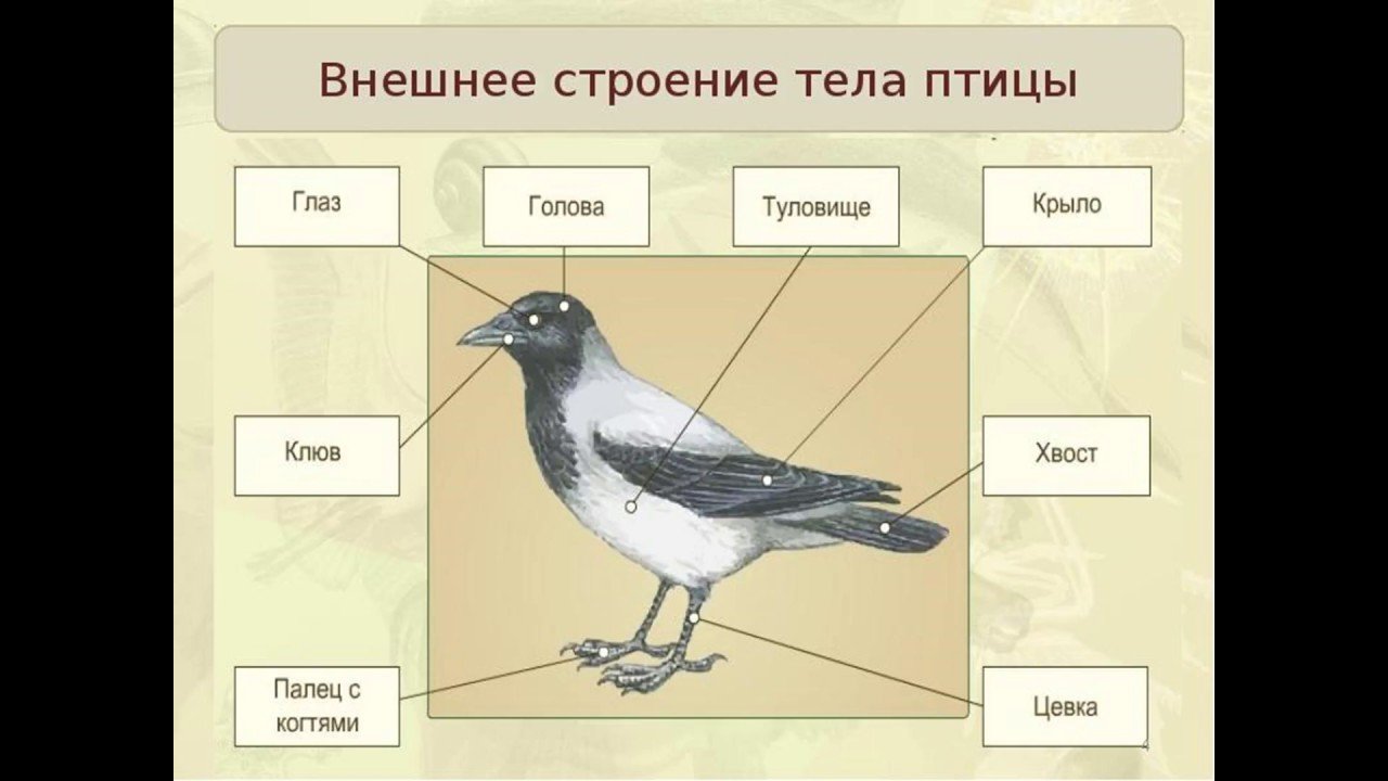 Что общего в организации птиц