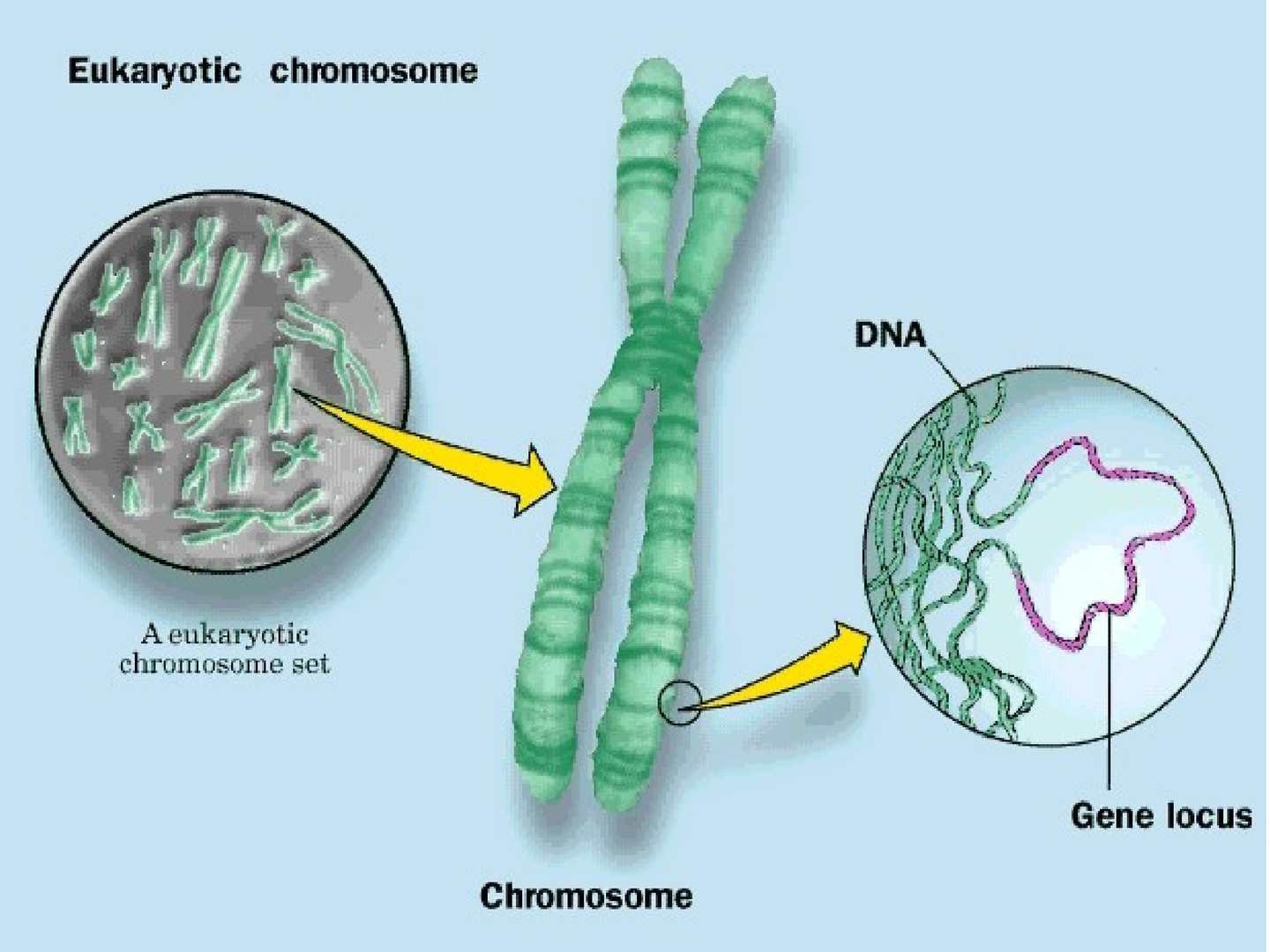 В клетках прокариот днк. Строение хромосомы эукариотической клетки. Строение хромосомы эукариот. Строение хромосомы прокариотической клетки. Уровни компактизации хромосом эукариот.