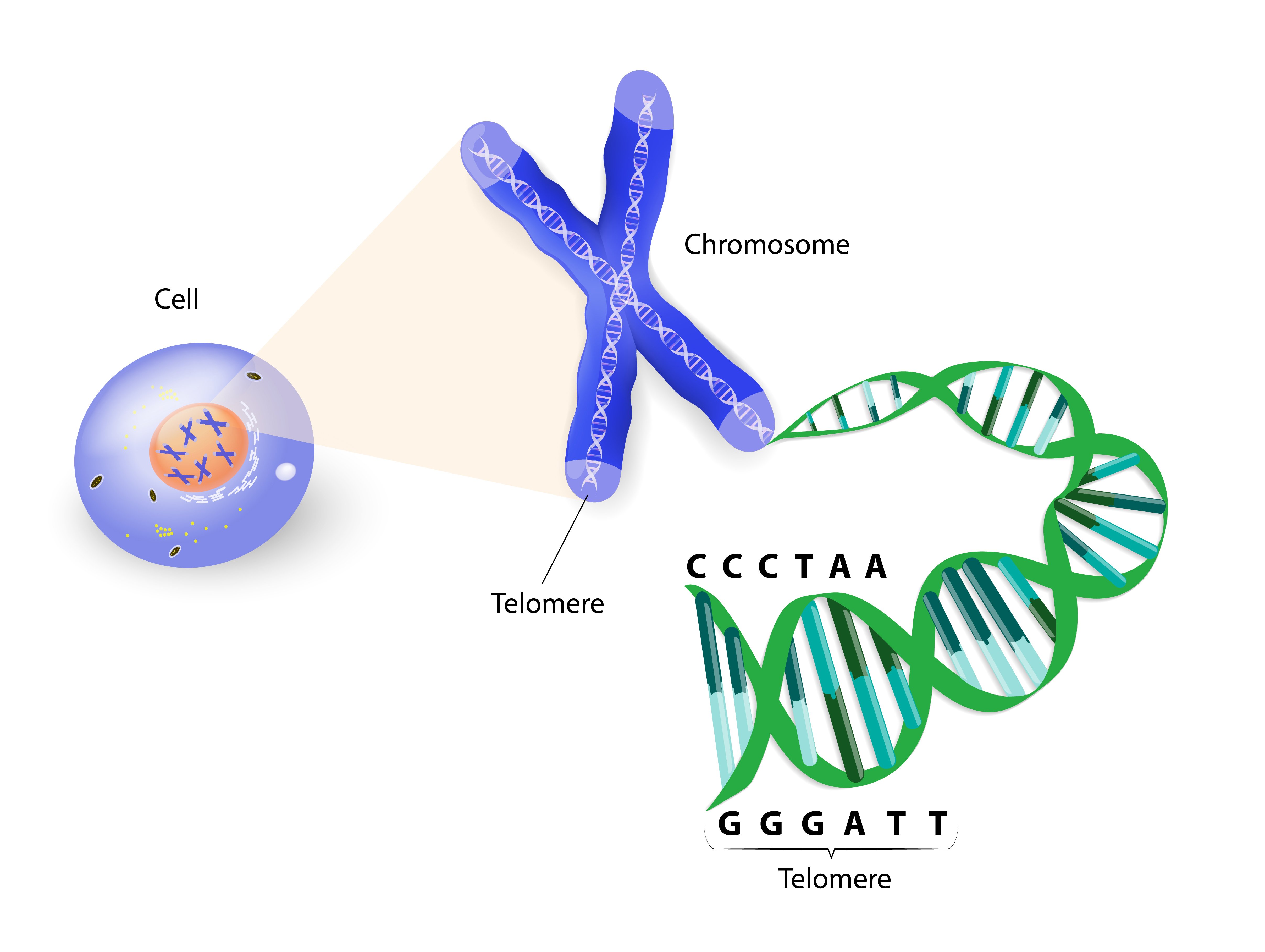 Хромосомы живых клеток. Строение хромосомы теломера. Хромосомы строение теломераза. Y хромосома.